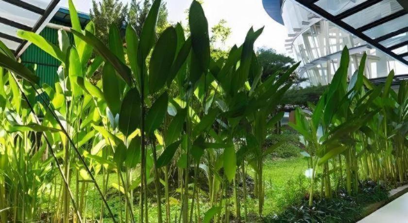 Hotel Asri Plaza Asia Tasikmalaya Buitenkant foto